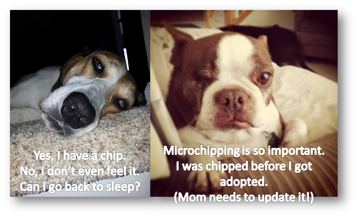 Microchipping