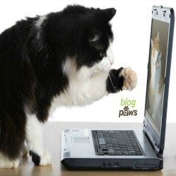 cute cat on a computer