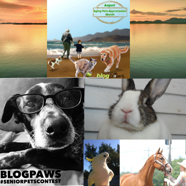 Enter the BlogPaws #SeniorPetsContest on Instagram