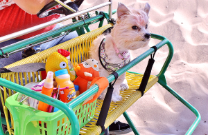 BlogPaws dog in a cart