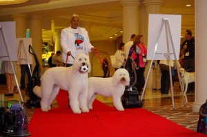 dogs at the BlogPaws Conference