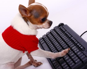 dog blogger