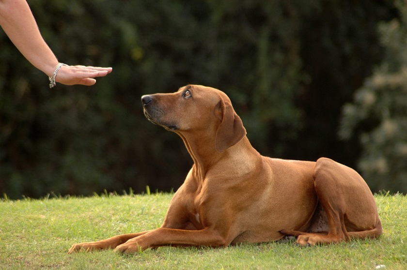 Importance Of Talking To Your Deaf Dog