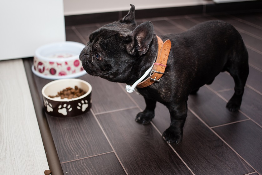 It’s Almost Halloween: Cook Up Dog Treats