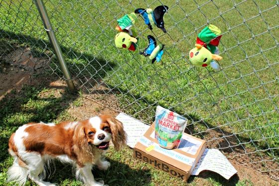 Cavalier smiling outside