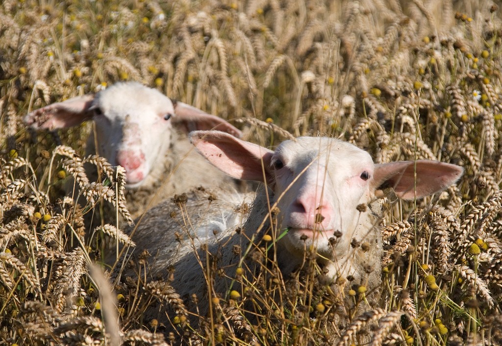 Cows and chickens and goats Oh My!