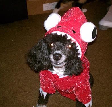 Poodle in halloween costume 