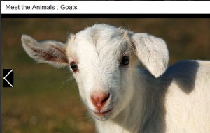 go kiss a goat on World Farm Animals Day