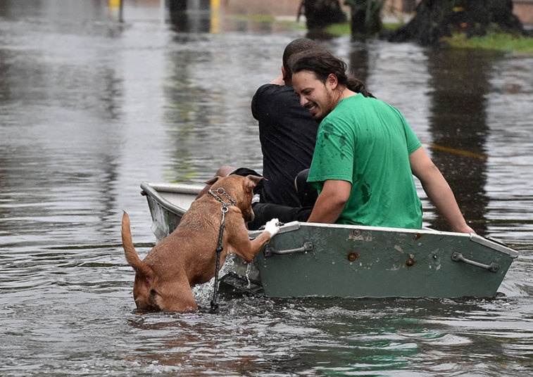 Helping Pets Impacted By South Carolina Flooding