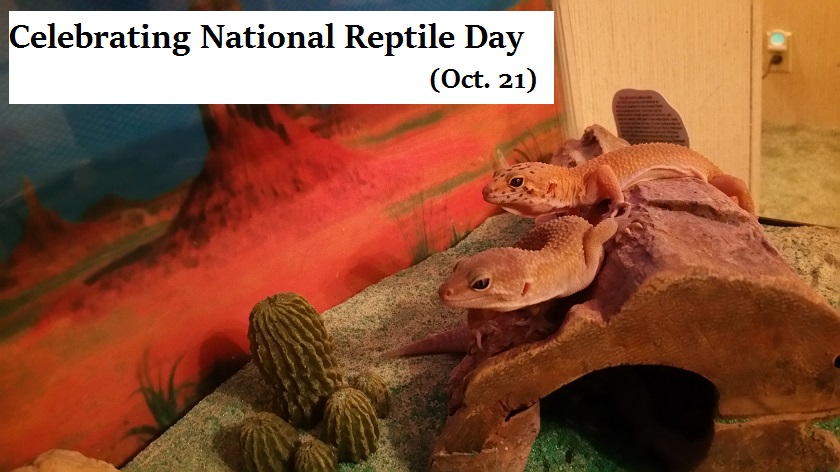 Celebrate Reptiles On Reptile Awareness Day (Oct. 21)