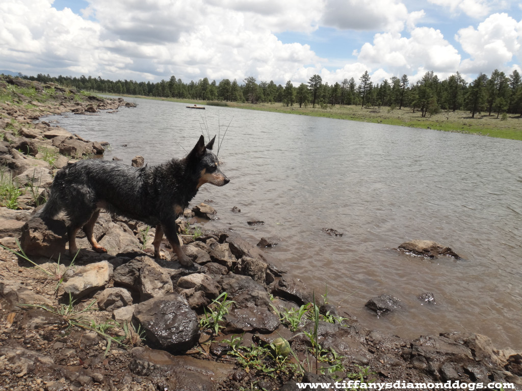 Pinnacle active dogs photo contest