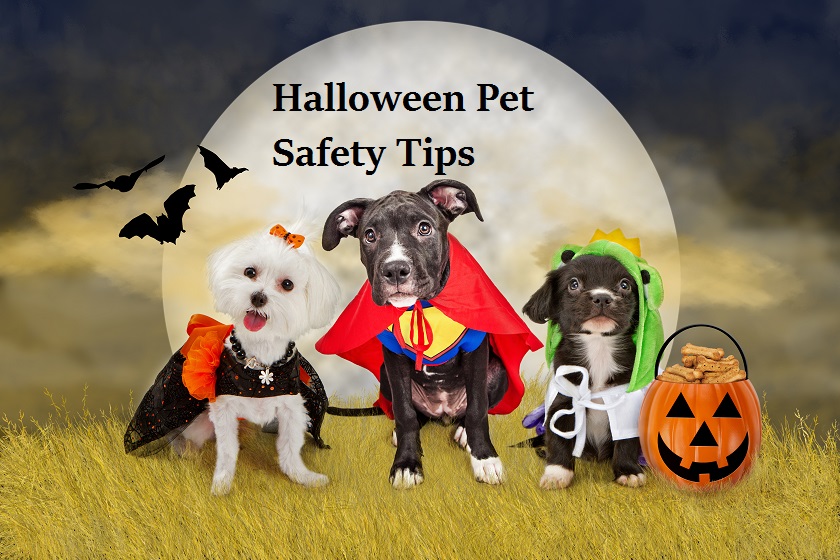 Pet Safety Tips For Halloween