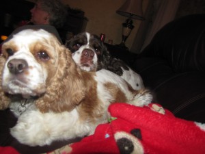 Cute pic of dogs