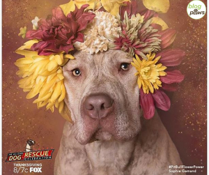 All Star Dog Rescue PitBull Flower Power