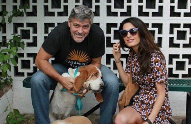 George Clooney basset rescue
