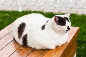 overweight cat