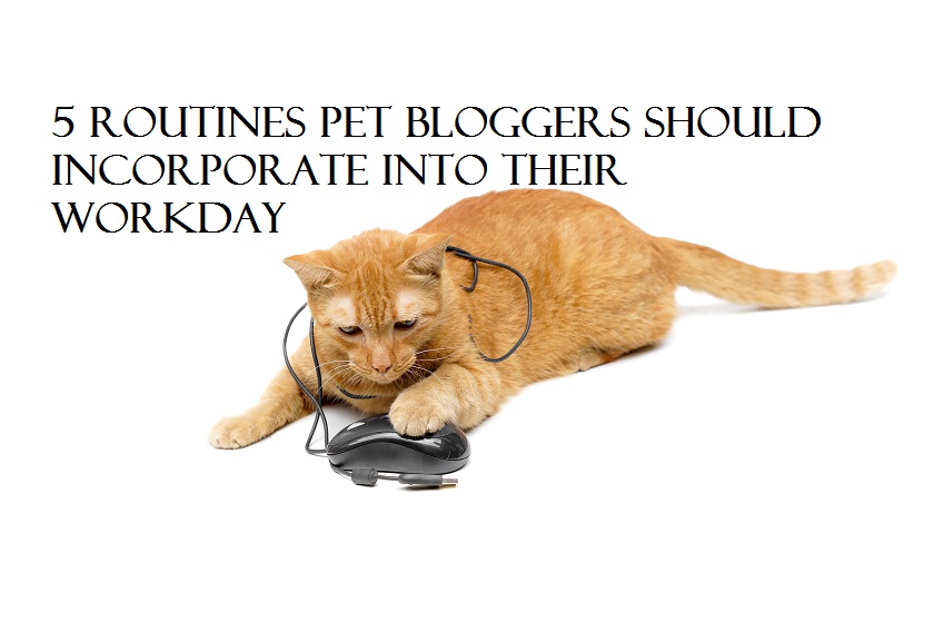 pet blogger routines 