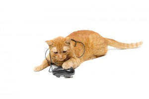 pet blogging routine cat with mouse