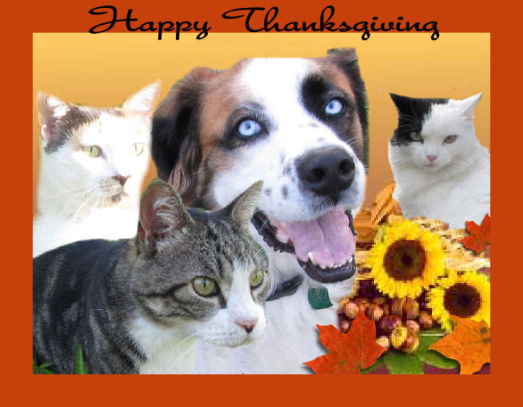 Thanksgiving pets
