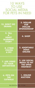 10 ways to help pets on social media