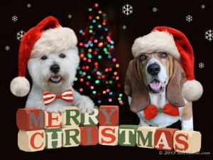 Bentley & Pierre Merry Christmas wishes