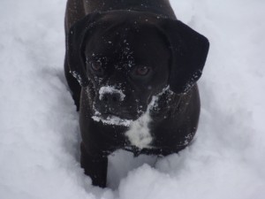 Kol's Notes Dog in Snow