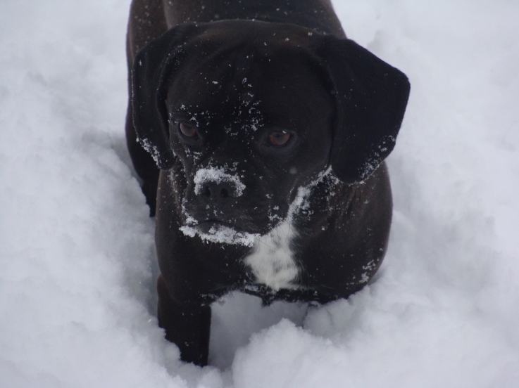 Kol's Notes Dog in Snow