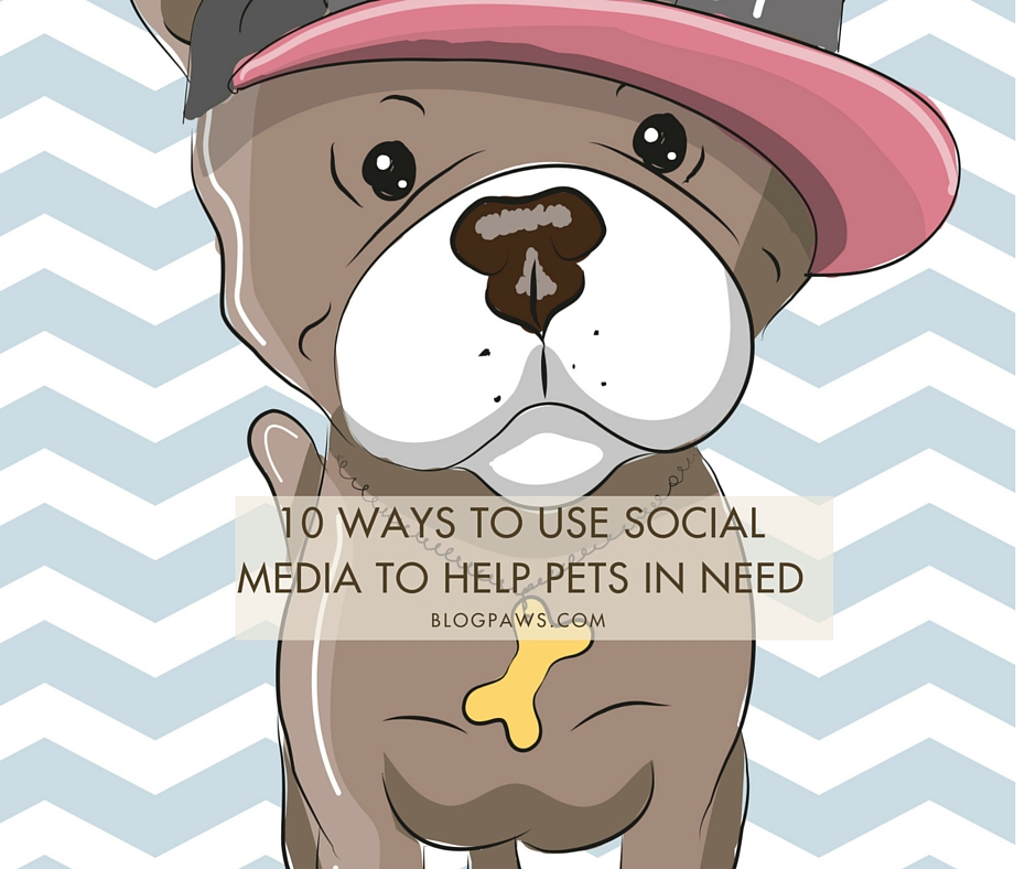 Use social media to help homeless pets