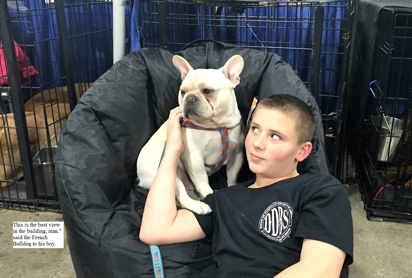 My Day Behind the Scenes at the National Dog Show