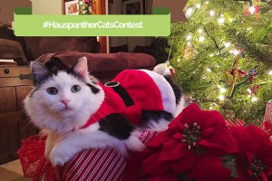 Cat Christmas Contest from Hauspanther