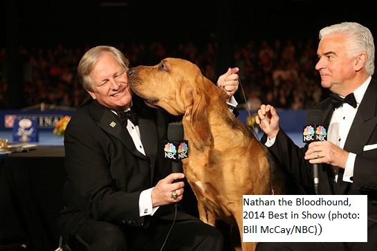 Nathan the bloodhound