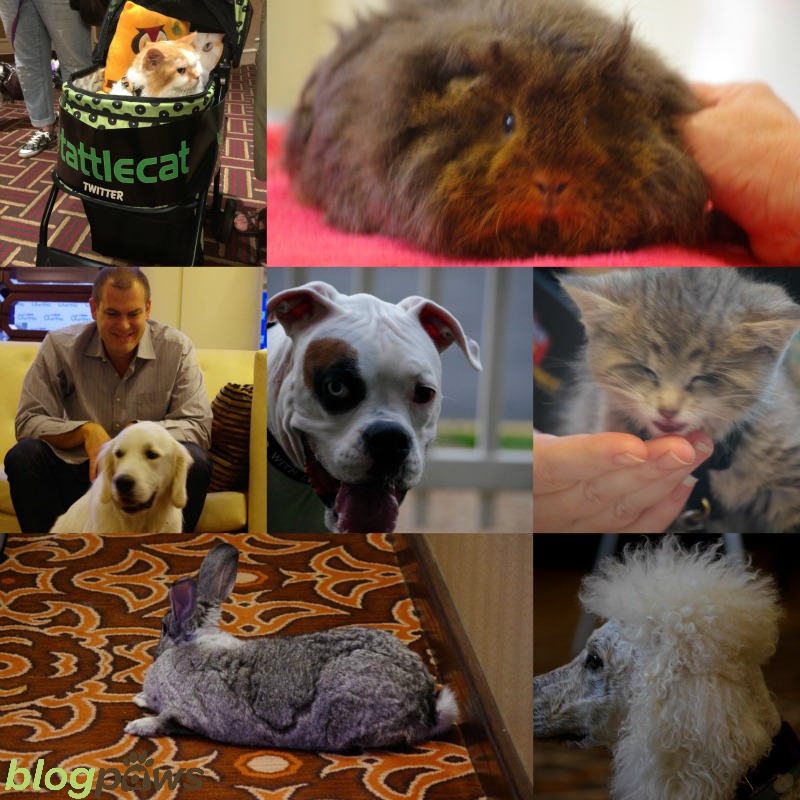 Blog hop new year BlogPaws