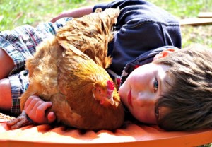Child and chicken