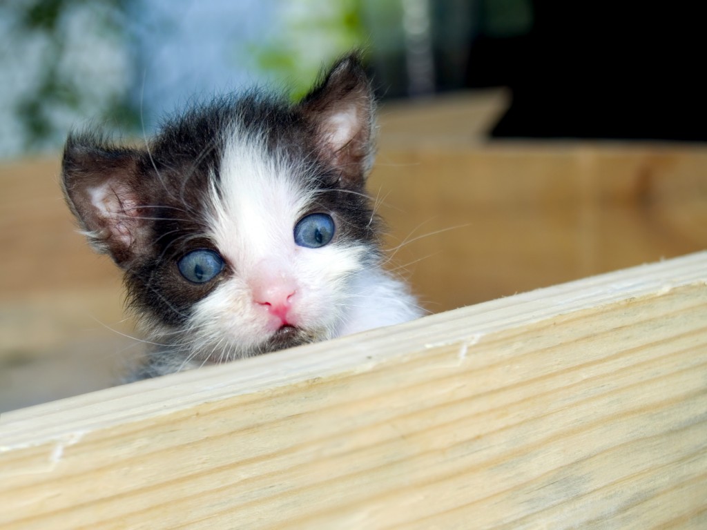 Cat ready for exercise