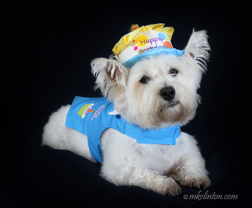 To Dress or Not to Dress: January 14 is National Dress-Up Your Pet Day