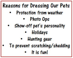 Reasons for Dressing Our Pets