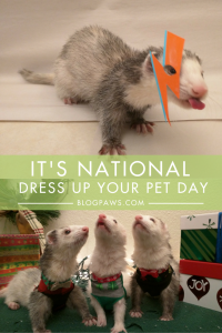 Should you dress up your pets