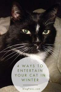 Ways to Entertain Your Cat in Winter