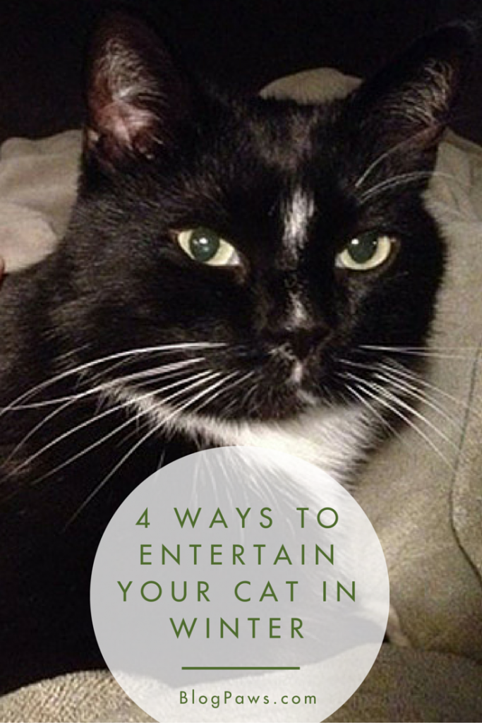 4-ways-to-entertain-your-cat-and-yourself-during-winter-months-blogpaws