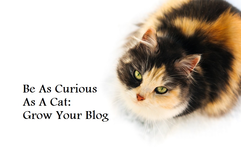 curious blogger