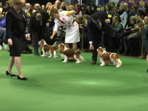 Westminster dogs in ring