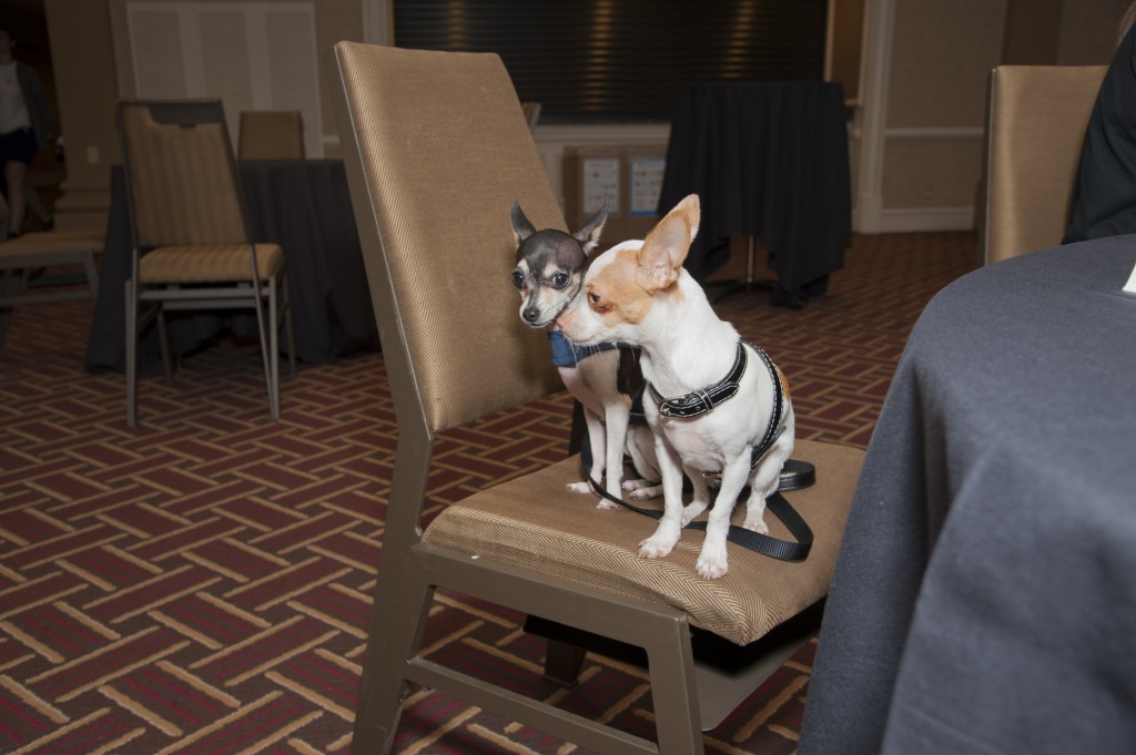 Cute dogs at conference