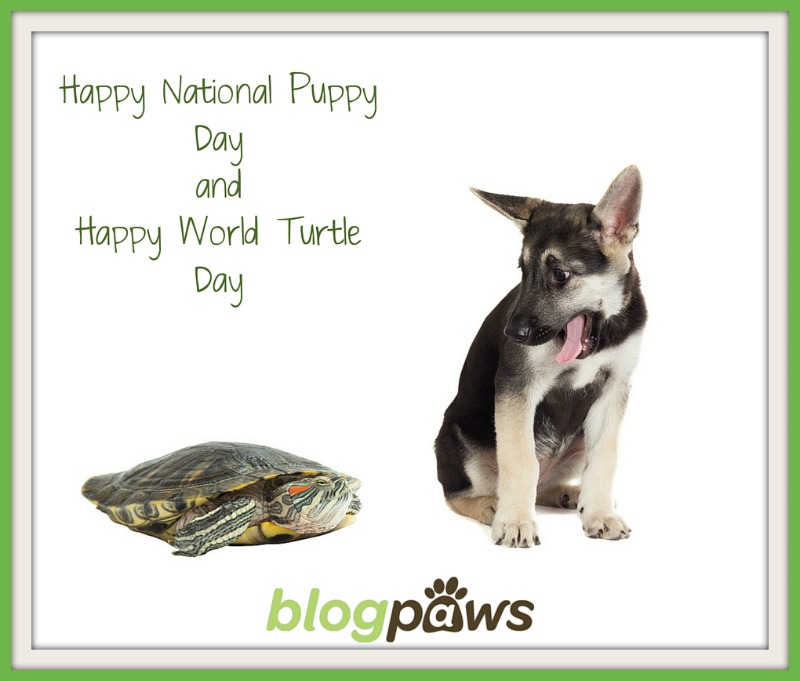 puppy and turtle