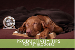 Productivity tips for pet bloggers