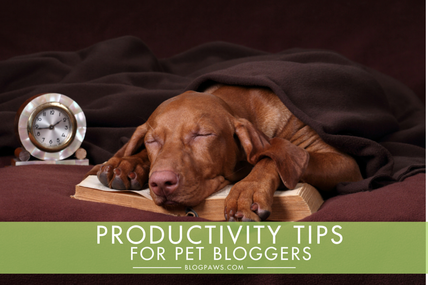 Blogging 101: Productivity Tips for Pet Bloggers