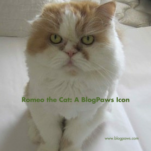 BlogPaws Icon Romeo the Cat