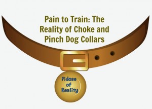 Pain to Train: The Reality of Choke and Pinch Dog Collars