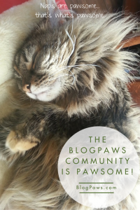 BlogPaws Community is Pawsome