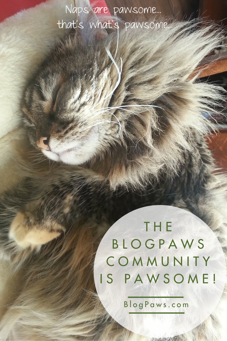 Why I Love the BlogPaws Community!