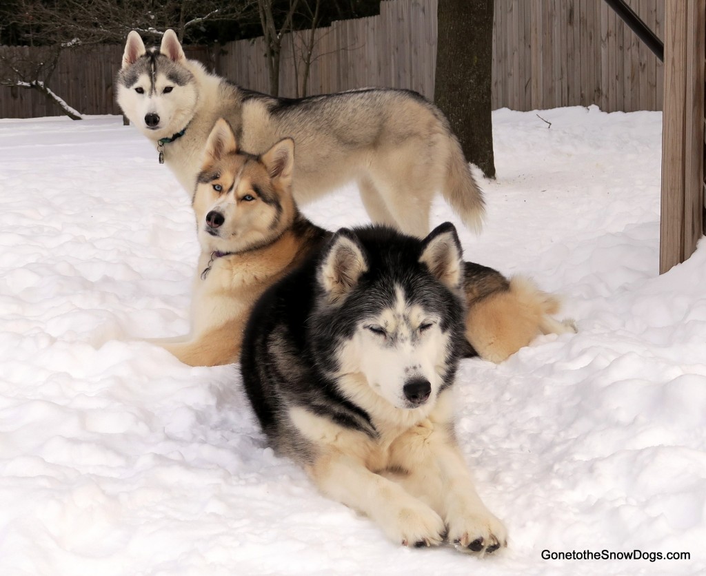 Gone to the Snow Dogs photo